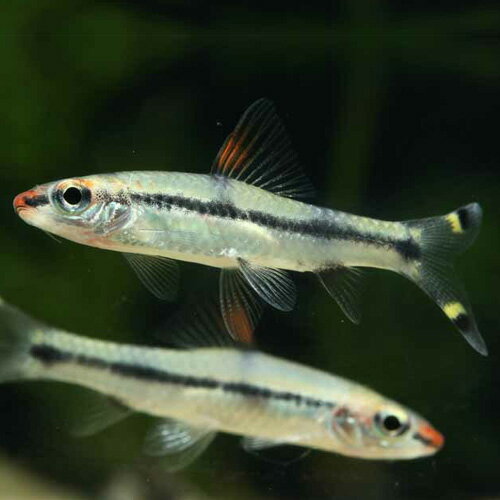 レッドライントーピードバルブ（ブリード） インドネシア便 「淡水魚」「熱帯魚」「観賞魚」アクアリウム