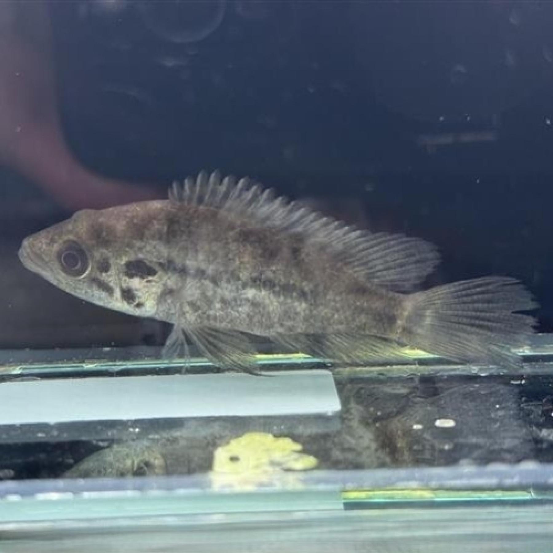 パラクロミス　マナグエンセ