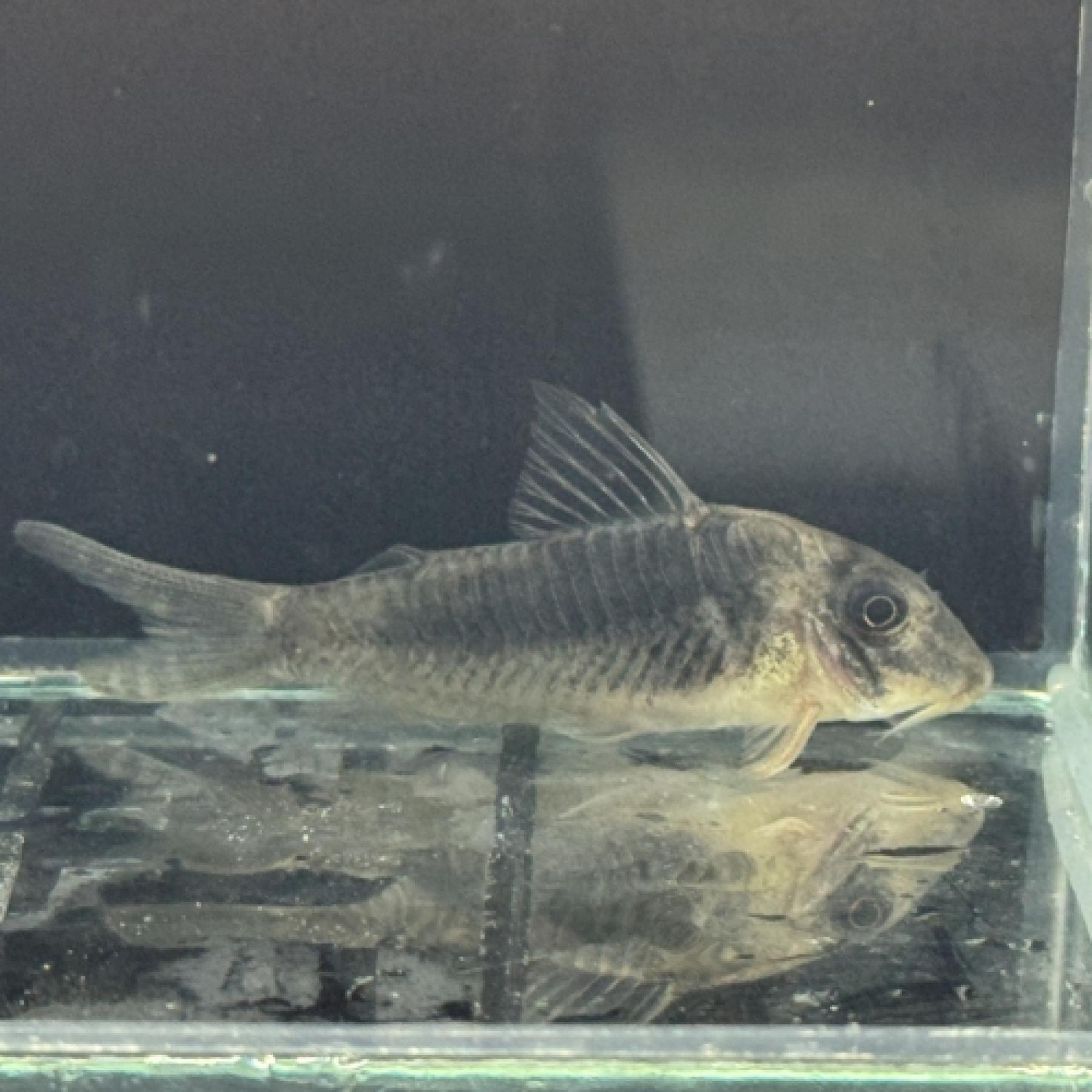 コリドラス　オキシリンクス（ブリード） 9月新入荷商品　202509 中国便 「淡水魚」「熱帯魚」「観賞魚」アクアリウムのサムネイル