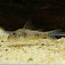 Co,エリザエ(ブリード) 9月新入荷商品 202509 インドネシア便 「淡水魚」「熱帯魚」「観賞魚」アクアリウム