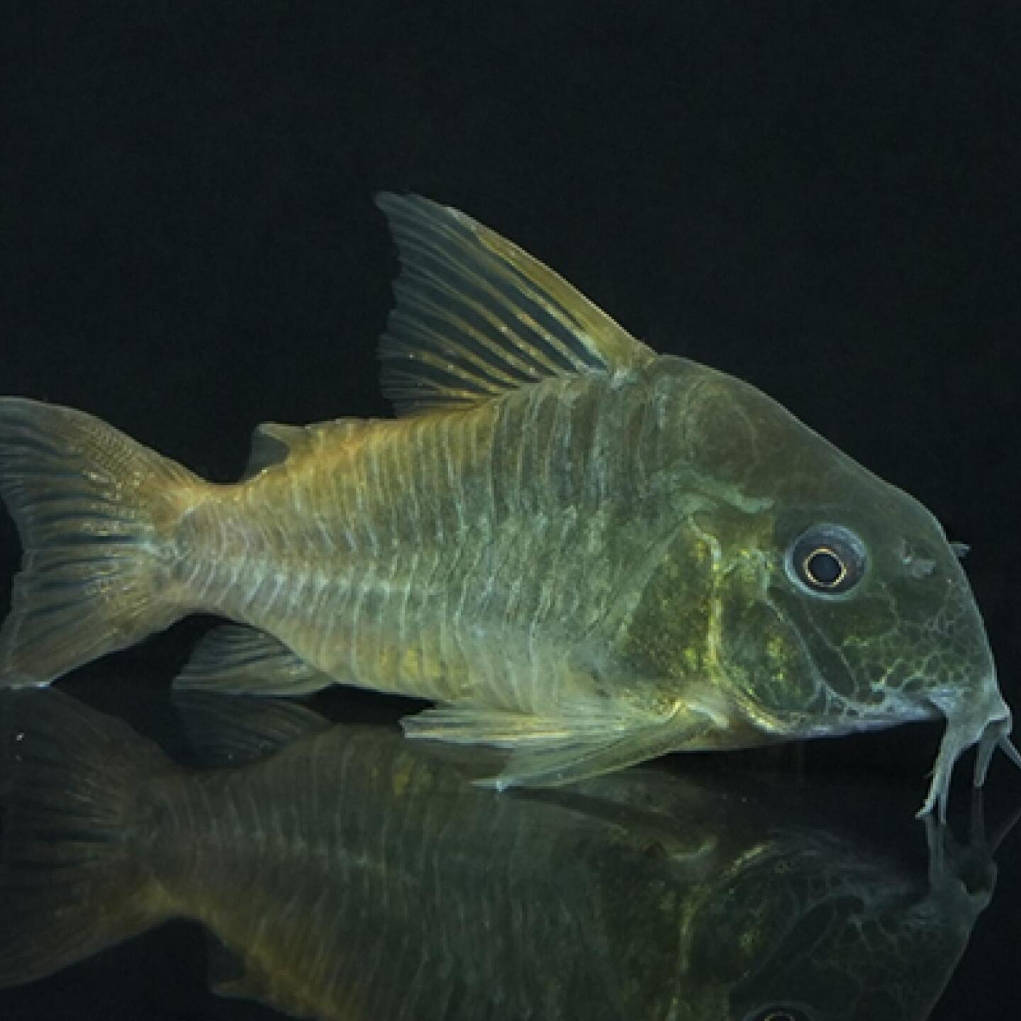 コリドラス　コンコロール（コロンビア）（L) コロンビア便 「淡水魚」「熱帯魚」「観賞魚」アクアリウムのサムネイル