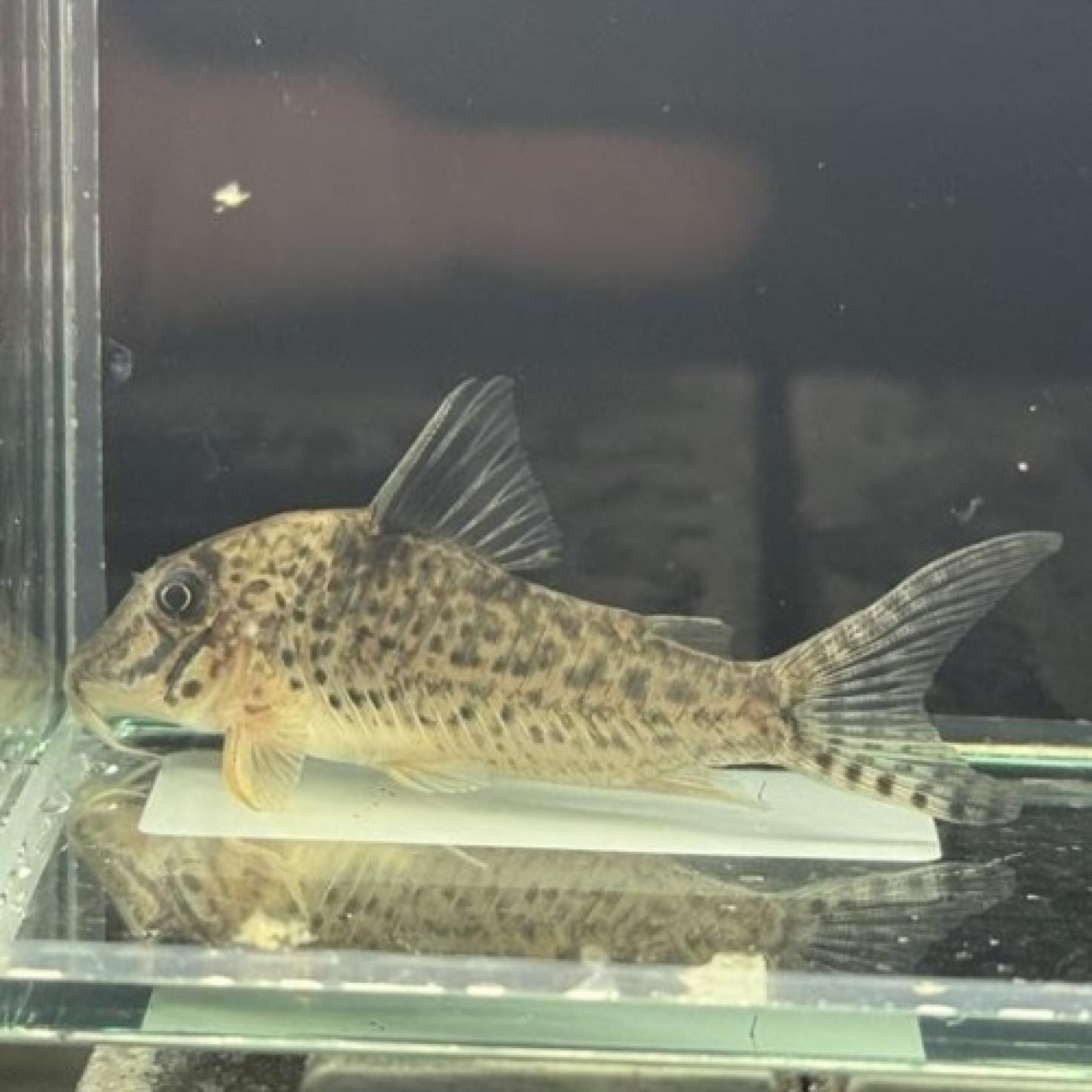 コリドラスロングノーズキンチャン1...