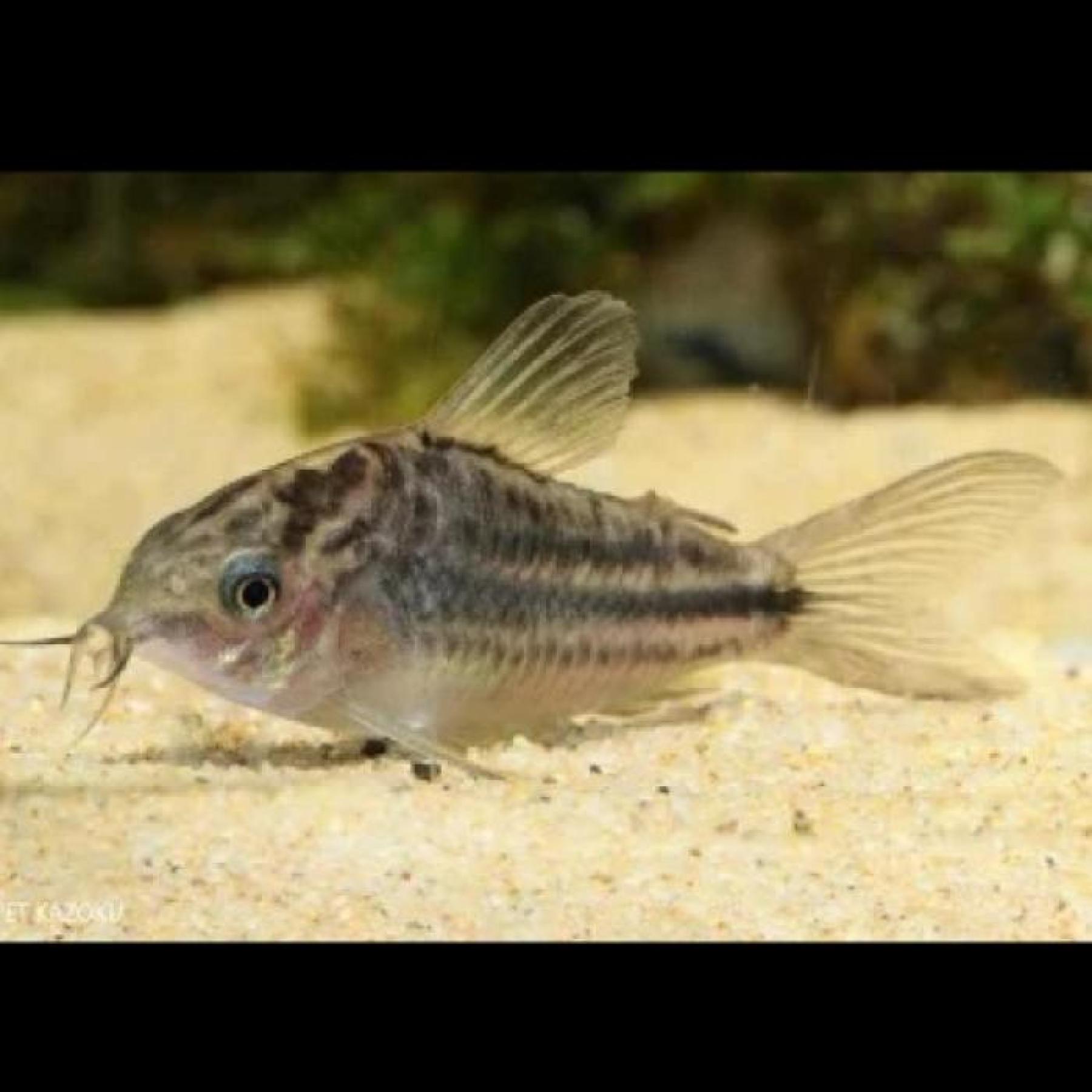 Co，ナポエンシス（ペルー）　 ペルー便 掘り出し物 「淡水魚」「熱帯魚」「観賞魚」アクアリウム