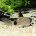Co,ロングフィンパンダ(ブリード) 9月新入荷商品 202509 台湾便 掘り出し物 「淡水魚」「熱帯魚」「観賞魚」アクアリウム