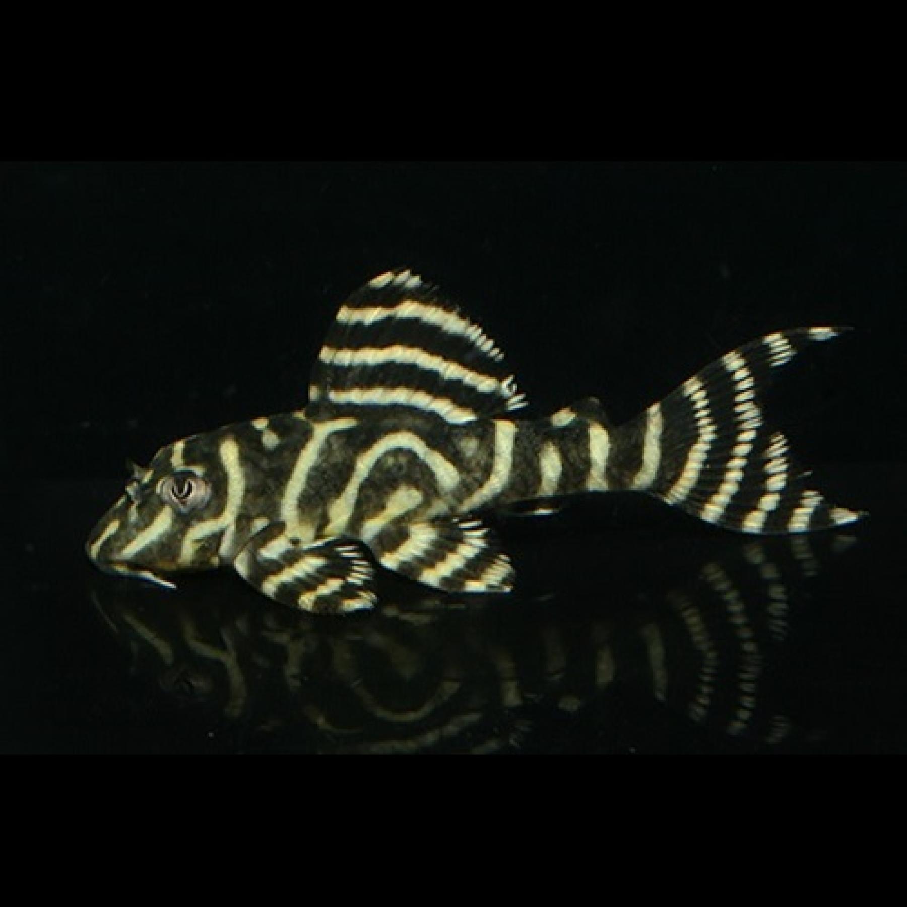 ゴールデンキングロイヤルペコルティア（中国ブリード）（SM) 上海便 「淡水魚」「熱帯魚」「観賞魚」 ...