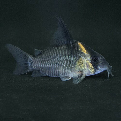 コリドラス　レセックス（L） 11月新入荷商品　202511 コロンビア便 「淡水魚」「熱帯魚」「観賞魚」アクアリウム