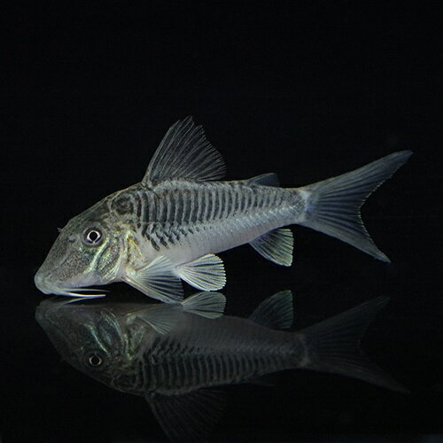 コリドラス　ゲオフロイ（ブリード）　＊雌雄指定不可 9月新入荷商品　202509 中国便 「淡水魚」「熱帯魚」「観賞魚」アクアリウムのサムネイル