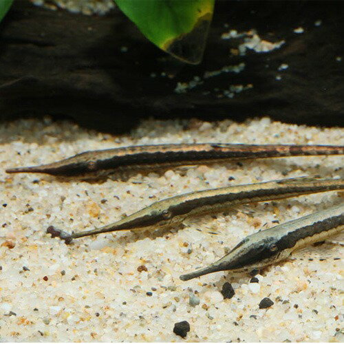 ファロエラ・アクス（コロンビア） 9月新入荷商品　202509 コロンビア便 「淡水魚」「熱帯魚」「観賞魚」アクアリウムのサムネイル