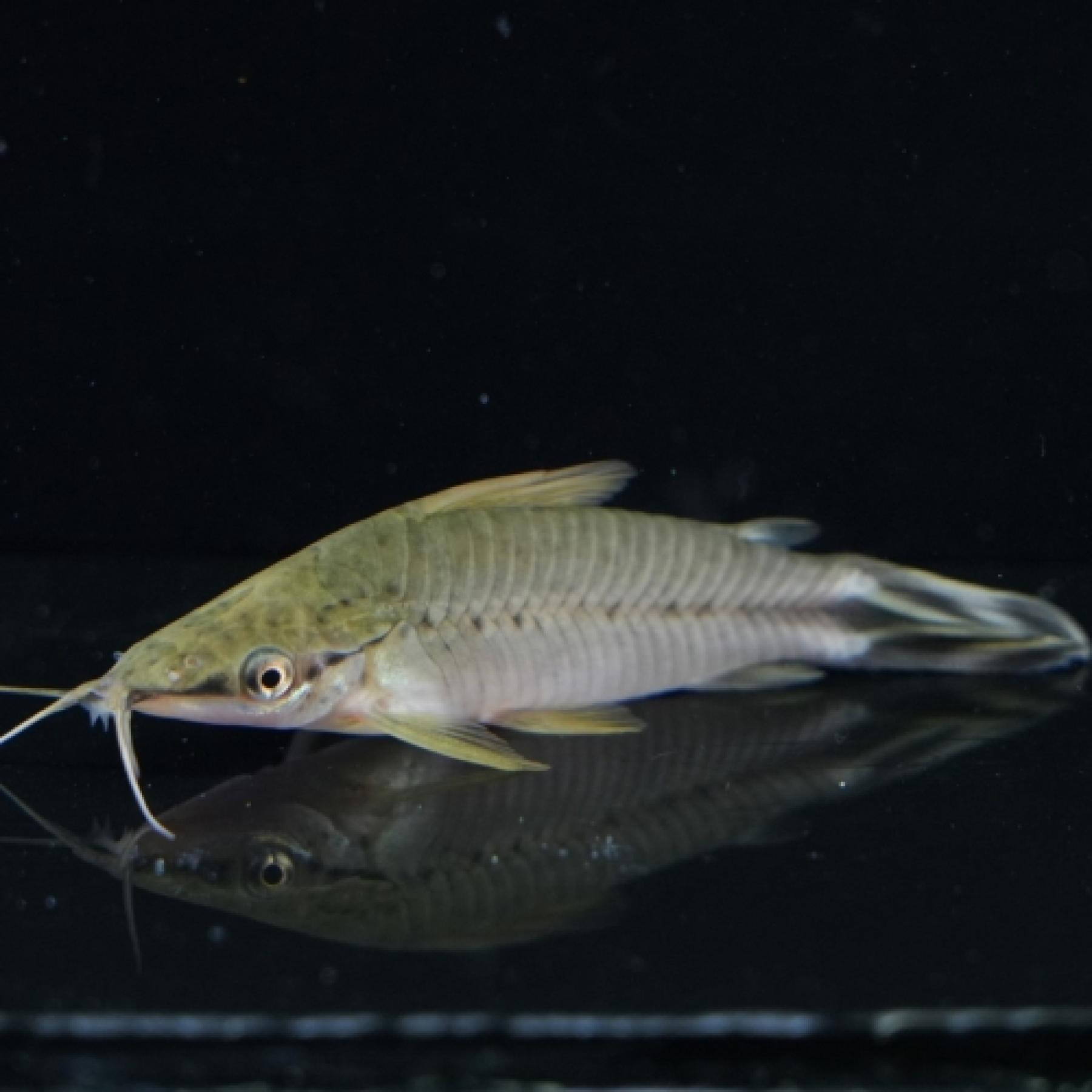 フラッグテールポートホールキャット(ラブレア） マナウス便 「淡水魚」「熱帯魚」「観賞魚」アクアリ..