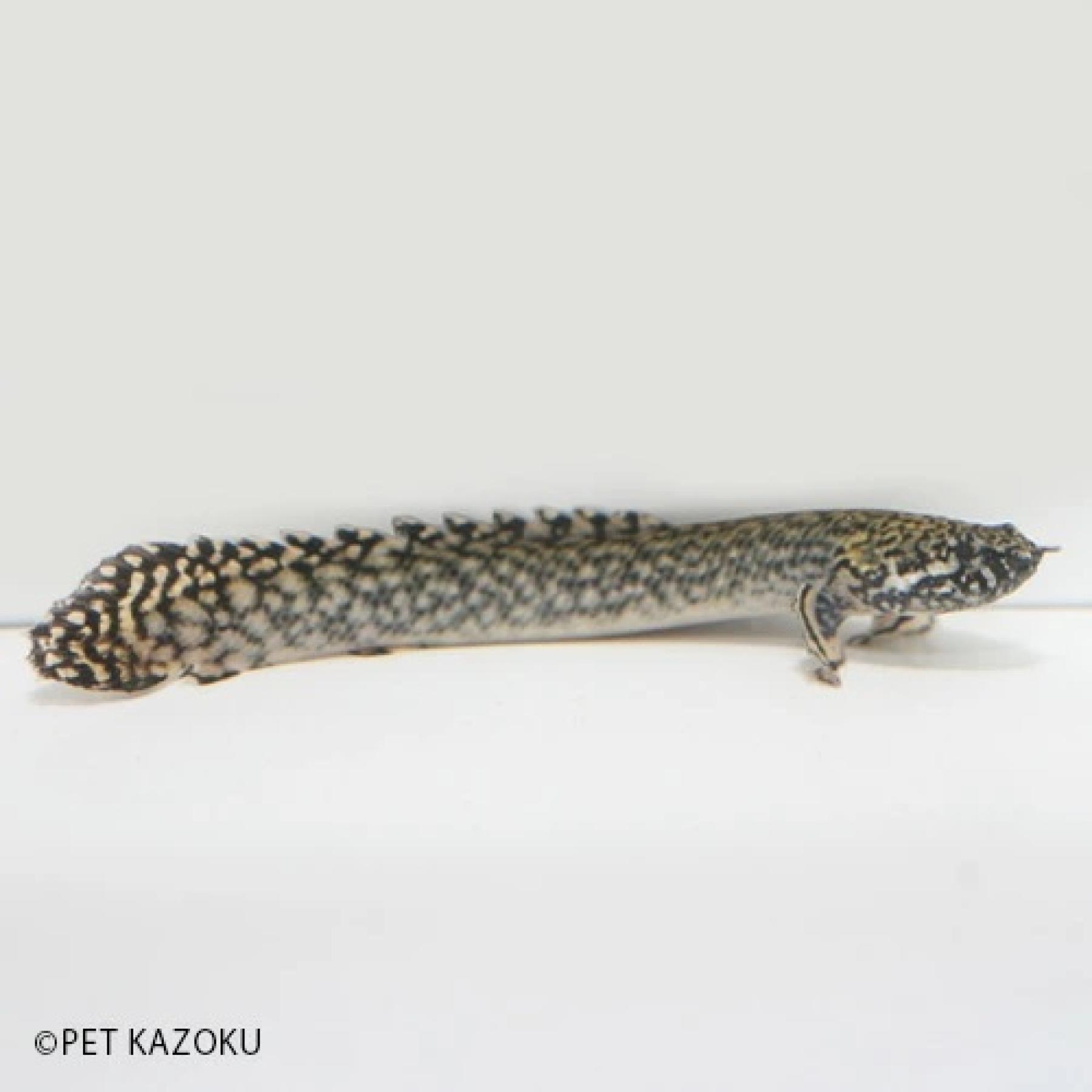 Po，オルナティピンニス（ブリード）（M） インドネシア便 「淡水魚」「熱帯魚」「観賞魚」アクアリウ ...