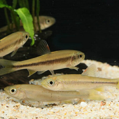 カワムツ 1 掘り出し物 「金魚」「熱帯魚」「観賞魚」アクアリウム