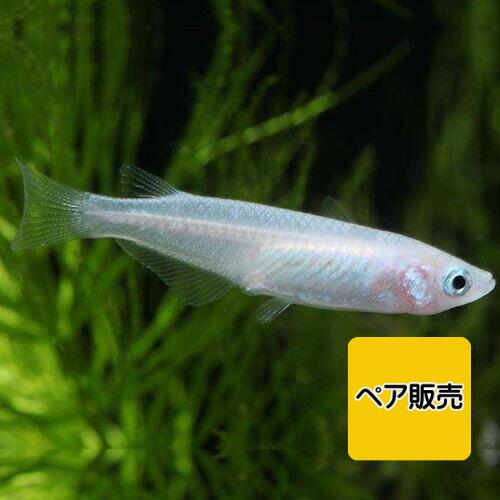 ̤襢ꥦࡡŷԾŹ㤨֥ڥ  ǮӵФʪ øۡǮӵۡڴѾ޵ۡڥۡפβǤʤ120ߤˤʤޤ