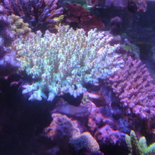 SPSコーラル ヤエヤマミドリイシ ch000670　Lサイズ　極美グリーン「熱帯魚」「観賞魚」「海水魚」 アクアリウム