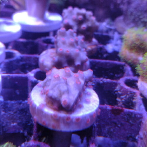 fragサンゴ フカトゲキクメイシ　メテオシャワー Frag 1 「熱帯魚」「観賞魚」「海水魚」 アクアリウム