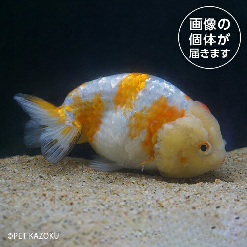 20251001_30aキャリコラ...