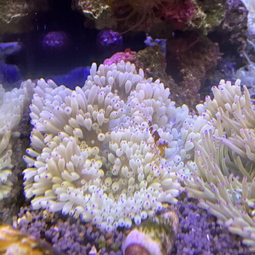 イソギンチャク シライトイソギンチャク 10月新入荷商品 「熱帯魚」「観賞魚」「海水魚」 202510 アクアリウムのサムネイル