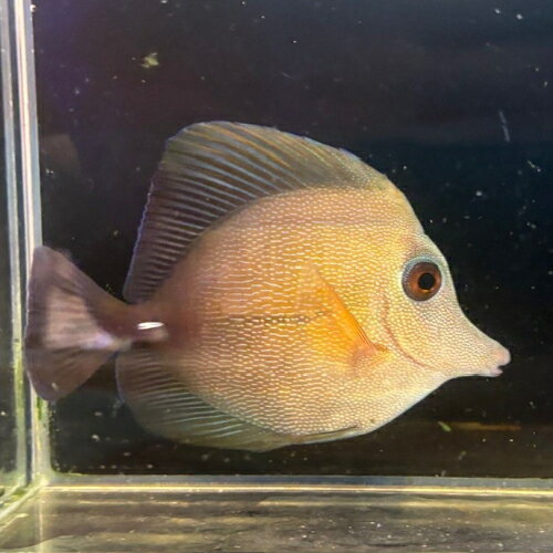 ハギ ゴマハギ kf000418 1 「熱帯魚」「観賞魚」「海水魚」 アクアリウム