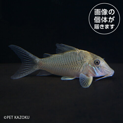 20250826_30aコリドラス...