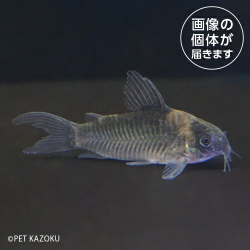 コリドラスナイスニーCNS0110...