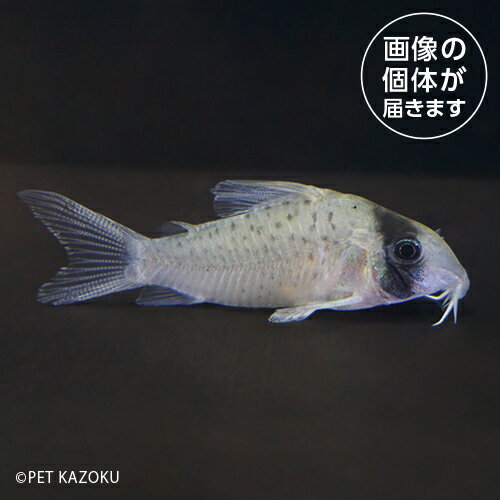 コリドラス　ロングノーズシクリ（ペルー）CRS01 10月新入荷商品 「熱帯魚」「観賞魚」「淡水魚」「金魚」202510 一点物 アクアリウムのサムネイル