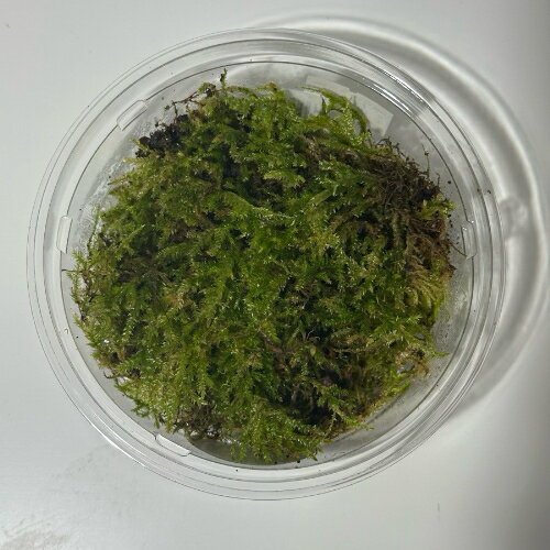 アオギヌゴケ 「観葉植物」「食虫植物」「コケ」 一点物 アクアリウム