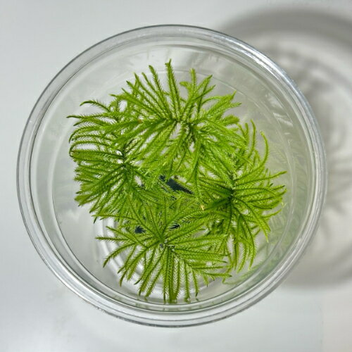 コウヤノマンネングサ 「観葉植物」「食虫植物」「コケ」 一点物 アクアリウム