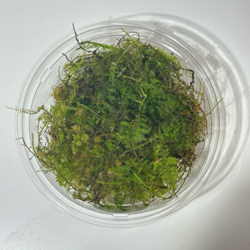 シノブゴケ 「観葉植物」「食虫植物」「コケ」 一点物 アクアリウム
