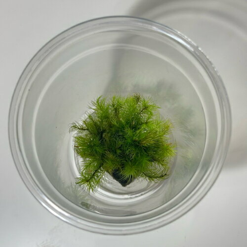 ヒノキゴケ 「観葉植物」「食虫植物」「コケ」 一点物 アクアリウム