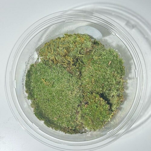 ホソバオキナゴケ 「観葉植物」「食虫植物」「コケ」 一点物 アクアリウム