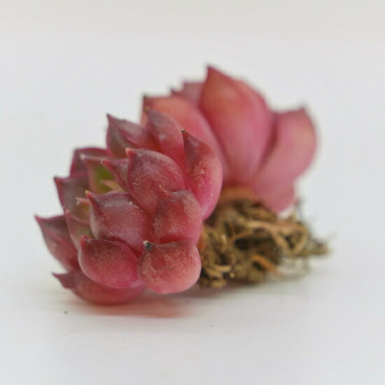 韓国苗 エケベリア　ピンクダイナ「観葉植物」「食虫植物」「コケ」 アクアリウム