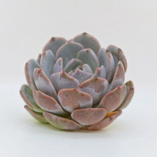 韓国苗 エケベリア　パープルクィーン「観葉植物」「食虫植物」「コケ」 アクアリウム