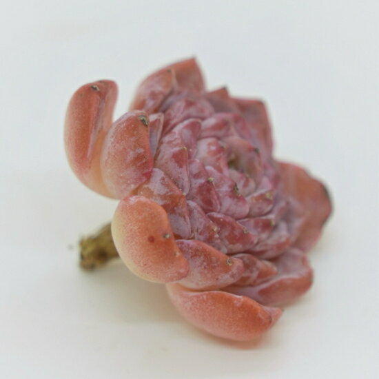 韓国苗 エケベリア　スターシャイン「観葉植物」「食虫植物」「コケ」 アクアリウム