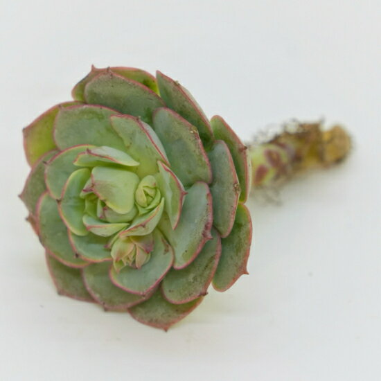 韓国苗 エケベリア　クロアチアローズ「観葉植物」「食虫植物」「コケ」 アクアリウム