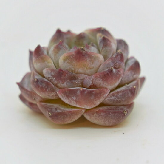 韓国苗 エケベリア　ベルミューラ「観葉植物」「食虫植物」「コケ」 アクアリウム