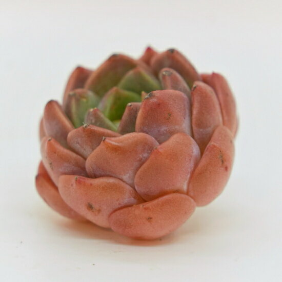 韓国苗 エケベリア　オレンジフラワーズ「観葉植物」「食虫植物」「コケ」 アクアリウム