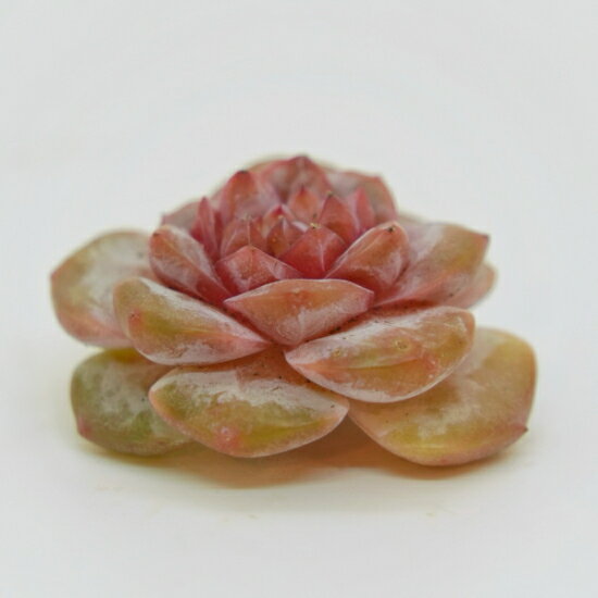 韓国苗 エケベリア　ピンクリボン「観葉植物」「食虫植物」「コケ」 アクアリウム