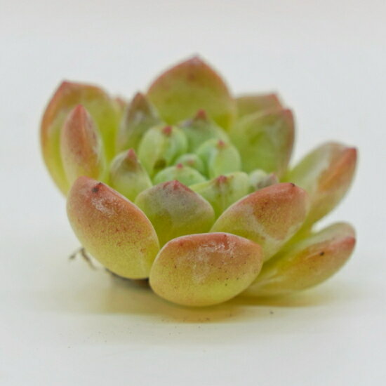 韓国苗 エケベリア　カーム「観葉植物」「食虫植物」「コケ」 アクアリウム