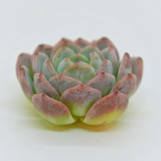 韓国苗 エケベリア　スノヤン「観葉植物」「食虫植物」「コケ」 アクアリウム