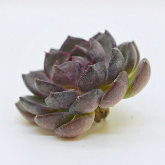 韓国苗 エケベリア　ブルーベリー「観葉植物」「食虫植物」「コケ」 アクアリウム