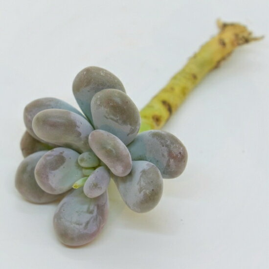 韓国苗 エケベリア　ウィンストン「観葉植物」「食虫植物」「コケ」 アクアリウム