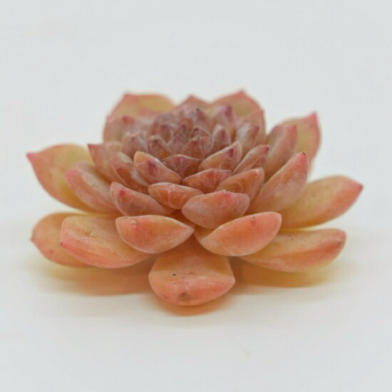 韓国苗 エケベリア　ベルスウィート「観葉植物」「食虫植物」「コケ」 アクアリウム