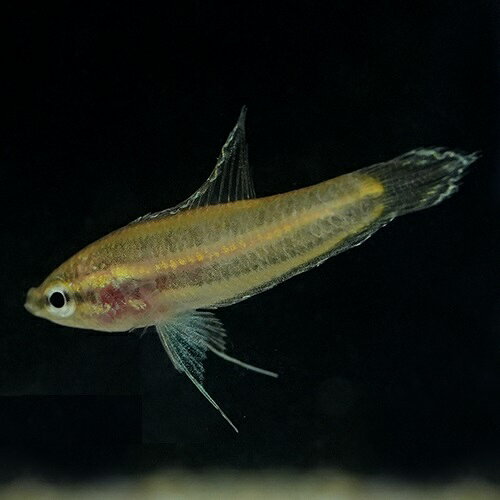 「商品名」「熱帯魚」リコリスグラミーspゲラム「観賞魚」「アクアリウム」「種類」アナバス「産地」インドネシア「内容数」1「サイズ」2-3cm程度「最大サイズ」3cm程度「水質」弱酸性「遊泳層」低層〜中層「混泳」注意が必要「生体情報」画像はサンプルとなります。撮影時より色、模様が変化する場合がございます。ご了承ください。「餌の種類」冷凍赤虫/ブラインシュリンプ
