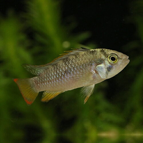 「熱帯魚」アピストグラマインカEU...