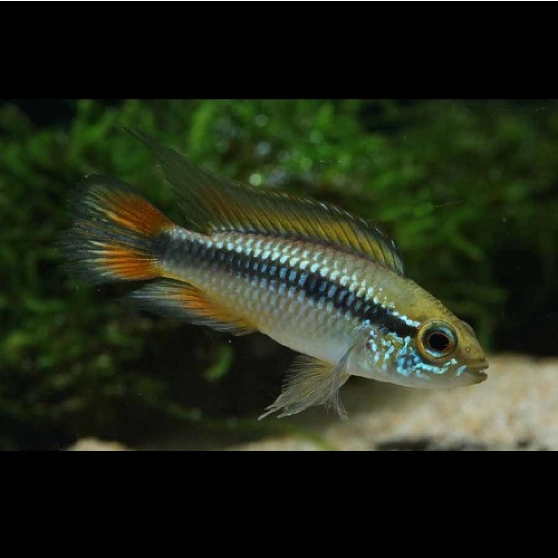 Rakuten - 「熱帯魚」アピストグラマ　アガシジ・ダブルレッド（ブリード)（ペア） インドネシア便 「淡水魚」「観賞魚」アクアリウム