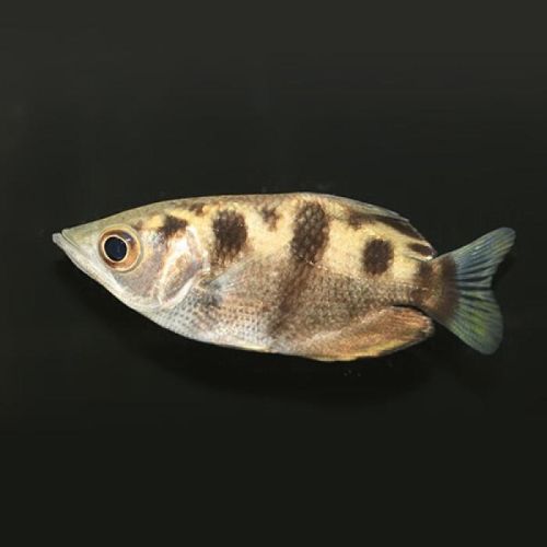 【商品名】「熱帯魚」アーチャーフィッシュ（LL）「観賞魚」「アクアリウム」【種類】汽水魚【産地】ブリード【内容数】1【サイズ】14-15cm程度【最大サイズ】20cm程度【水質】弱アルカリ性【遊泳層】中層〜上層【混泳】注意が必要【生体情報】画像はサンプルとなります。撮影時より色、模様が変化する場合がございます。ご了承ください。【餌の種類】活餌/冷凍赤虫