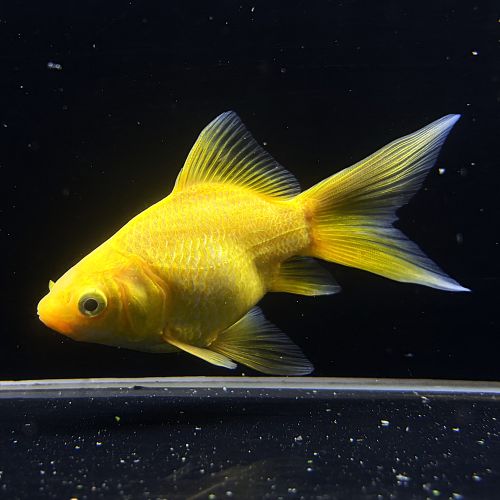 【商品名】「金魚」イエローコメット（埼玉/荻野）（ML）「長尾」「観賞魚」「アクアリウム」【種類】金魚【産地】日本【内容数】1【サイズ】10-12cm程度【最大サイズ】25cm程度【水質】中性【遊泳層】中層【混泳】可能【生体情報】画像はサンプルとなります。撮影時より色、模様が変化する場合がございます。ご了承ください。【餌の種類】アドバンスフード　金魚