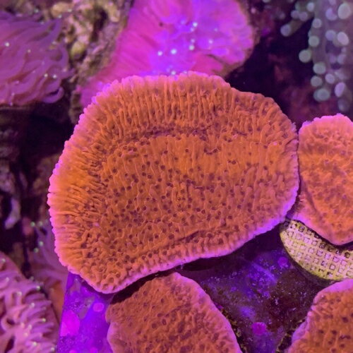 ウスコモンサンゴ レッドFrag