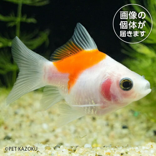 玉錦（弥富）TNY03 スプリングセール金魚