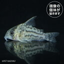 Co,シュワルツィ（プルス）SYW01 2024おさかなセール熱帯魚・金魚