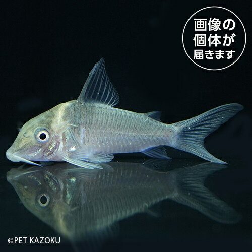 Co，アマンダジャネア（サンタイザベル）CAS01 2024おさかなセール熱帯魚